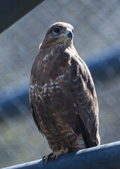 Poster - Vertical closeup portrait of a hawk