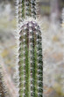 Sharp Thorns on a Succulent Cactus in Aruba