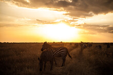 Herd Of Zebras In The Savannah On The Background Of A Golden Sunset.Serengeti National Park.Tanzania