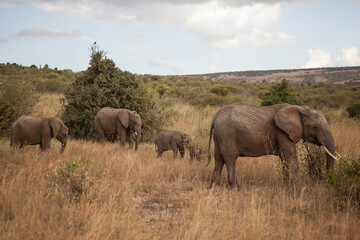 Poster - Herd  elephants walks through the National Park of Kenya, they graze on the grass