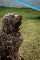 Wall Mural - Selective of a cute labradoodle in a park