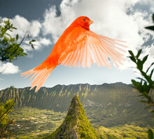  Scarlet Macaw Flying In Jungle  Tropical Birds, Toucan, Macaw, Parrot, Cockatoo, Kookaburra