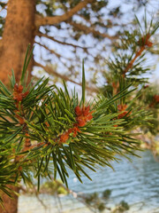 Sticker - Vertical shot of a Pine tree branch background