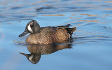 Closeup Shot Of A Blue-winged Teal Duck Swimming In The Shiny Reflecting Lakw Water