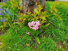Isolated Pink Hyacinth In The Spring Morning