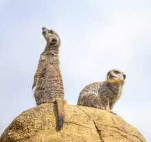 Adorable Meerkats Standing On The Burrow On A Blue Sky Background