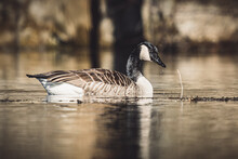 Closeup Of A Canada Goose (Branta Canadensis) Swimming On A Lake