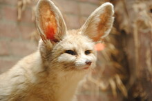 Close Up Of A Fennec Or Desert Fox ( Vulpes Zerda) In Amsterdam Zoo Artis 