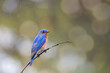 Male bluebird perched on a small branch with natural bikeh effect