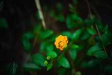 Closeup Of Beautiful Yellow Lantana Flowers In A Garden