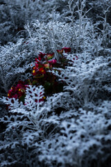 Sticker - Beautiful shot of flowers surrounded by frozen grass