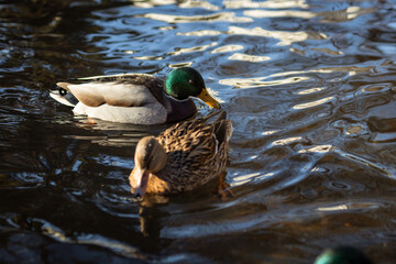 Canvas Print - Beautiful shot of two mallards wading in a lake