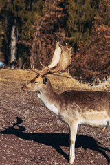 Sticker - Beautiful shot of a European fallow deer