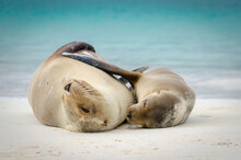 A Mother Sea Lion And Its Pup Hugging On White Sandy Shore Of The Galapagos Islands In Ecuador