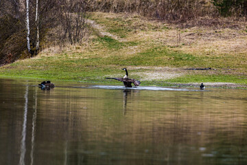 Sticker - Small body of water near the shore with the geese playing and swimming