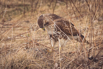 Canvas Print - Adult Buzzard eagle on the ground in Toronto, Canada