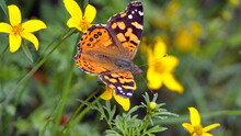Painted Lady Butterfly Perched On A Yellow Wildflower In Cotacachi, Ecuador