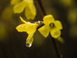 Żółte kwiaty forsycji po deszczu
