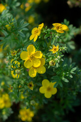 Wall Mural - Yellow cinquefoil flower Potentilla blossom close-up, natural flowering cinquefoil branch