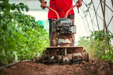 Farmer With A Machine Cultivator Digs The Soil In The Vegetable Garden. Tomatoes Plants In A Greenhouse..