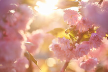 Beautiful Japanese Cherry Blossom With Deep Pink Flower Buds And Young Booming Flowers. Shallow Depth Of Field For Dreamy Feel.