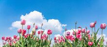 Colorful Spring Banner Of Tulips In Pink And Purple Against Bright Blue Sky With Fluffy Clouds And Copy Space