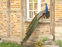 Peacock In Front Of A House At A Window