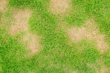 a patch is caused by the destruction of fungus rhizoctonia solani grass leaf change from green to de