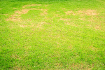 Rhizoctonia Solani grass leaf change from green to dead brown in a circle lawn texture background dead dry grass. Dead grass of the nature background. a patch is caused by the destruction of fungus.