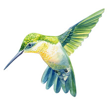 Beautiful Tropical Bird, Hummingbird In Isolated White Background, Watercolor Illustration, 