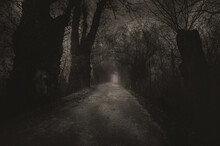 Road Through Spooky Old Forest On Cold Misty Winter Day
