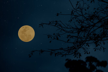 Wall Mural - full moon on the sky with tree branch silhouette.