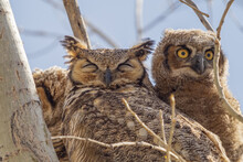 Happy Mother's Day Great Horned Owl In Nest With Babies