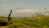 Fototapeta Sawanna - giraffe from the back with Kilimanjaro in the background
