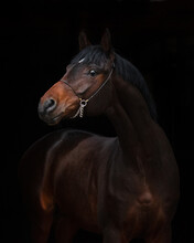 Portrait Of A Beautiful Chestnut Horse On Black Background Isolated, Head Closeup.