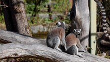 The Ring-tailed LemurLemur Catta With White Ringed Tail Is The Most Known Lemur
