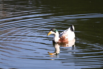 Wall Mural - The mallard or wild duck is a dabbling duck that breeds throughout the temperate and subtropical Americas, Eurasia, and North Africa, and has been introduced to New Zealand, Australia, Peru, Brazil, U