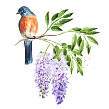 Bird Sitting On A Flowering Wisteria Branch. Spring Concept.. Hand Drawn Watercolor Illustration Isolated On White Background