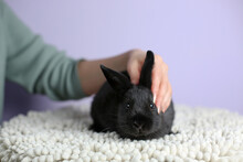 A Woman's Hand Touches A Homemade Black Decorative Rabbit, A Rabbit Sits On A White Rug, Background