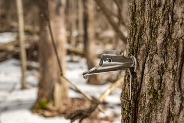 sap drips out of a maple sugaring tap on a snowy spring day in the woods