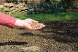 Fototapeta  - a hand sowing grass seed on to a garden patch