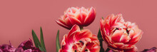 Beautiful Bunch Of Peony And Parrot Style Tulips In The Vase On The Dusty Pink Background, Spring Holiday Concept, Copy Space