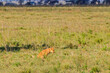 Lion cub defecating in savannah in Serengeti national park, Tanzania