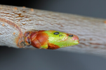 Wall Mural - The Black Cherry Aphid or cherry blackfly (Myzus cerasi) on cherry buds in early spring. It is an pest in Orchard.