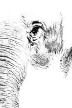 Black And White Portrait Of A Elephant