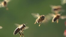 Bee Swarm, Bees Flying. Honeybees. Funny Animals.
