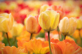 Fototapeta Tulipany - Colorful field of tulip flowers, oil on canvas filter effect, concept of spring, freshness, gardening, beautiful natural image for poster, cover, wallpaper