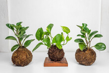 Kokedamas On Modern Wooden Bases, Plant Inside Cocunut Fibers Ball, DIY Japanese Home Gardening, White Background