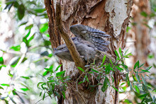 Tawny Frogmouth (Podargus Strigoides) Stretching The Wings While Roosting On A Tree Branch, In Centennial Park, Sydney, Australia.