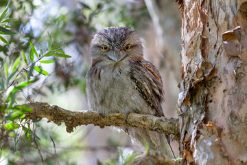 tawny frogmouth (podargus strigoides) looking at the camera while roosting on a tree branch, in cent